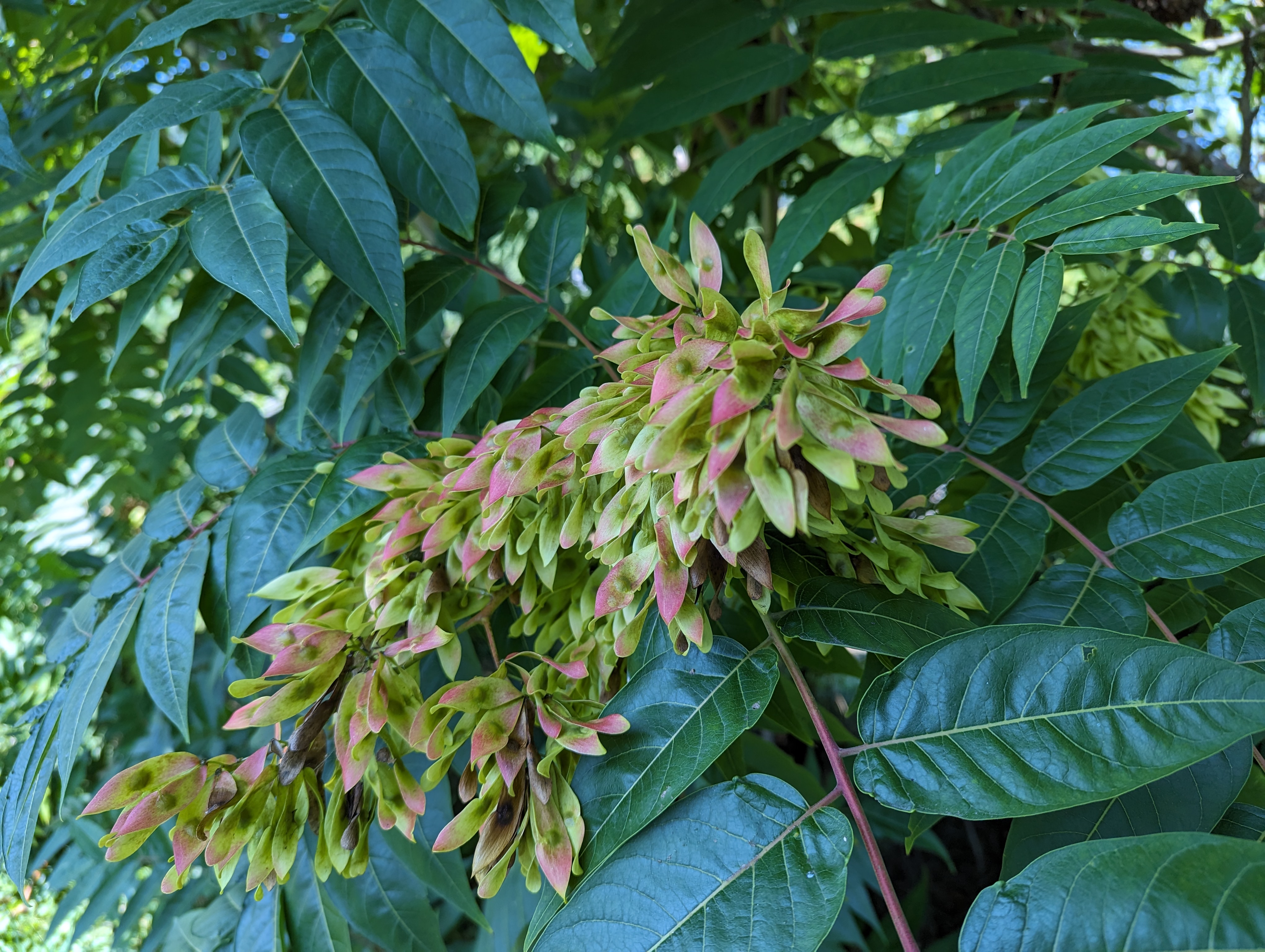 Seeds on a tree of heaven.